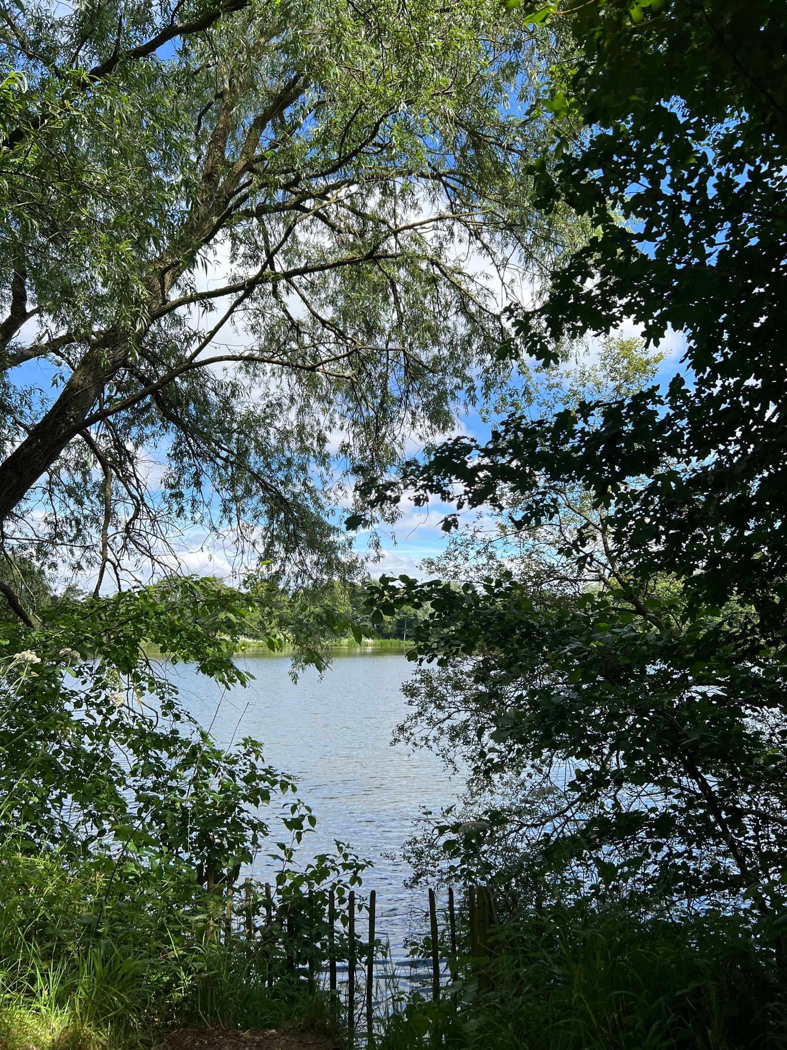 Lake surrounded by trees and greenery